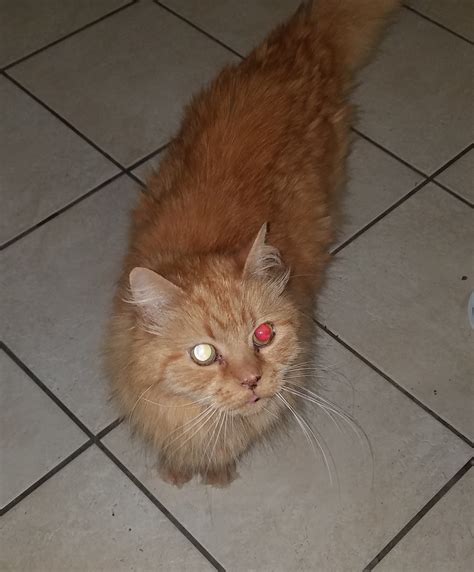 1 eye reflecting red | Cat Forum