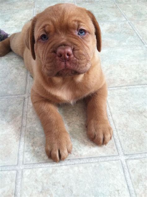 Dogue De Bordeaux French Mastiff Puppy - Lucy's Playtime