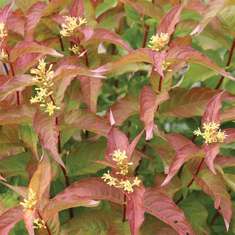 KODIAK® Orange Honeysuckle Bush – Jardineries Botanix