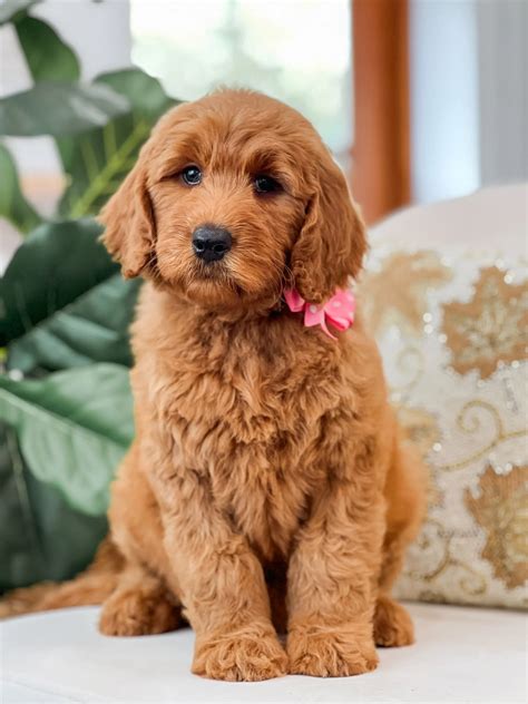 Explore Cute F1B Teddy Bear English Goldendoodles Images