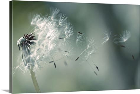 Seeds of dandelion blowing in wind France. Wall Art, Canvas Prints ...