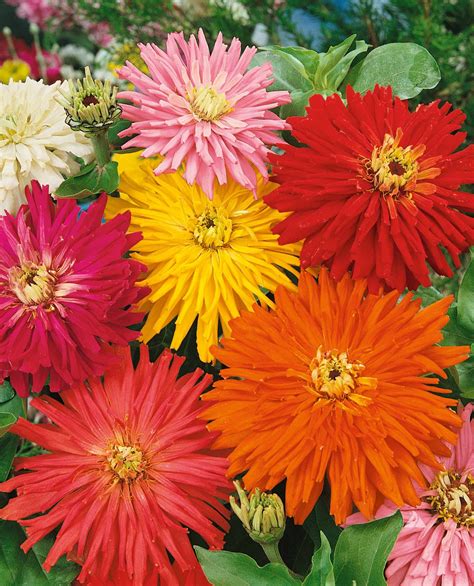 Zinnia Cactus Flowered Mix (Zinnia elegans) | Applewood Seed Company