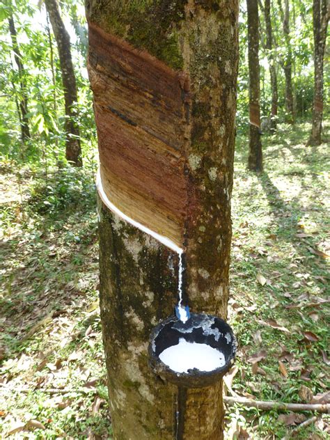filesri lanka rubber plantation jpg wikimedia commons