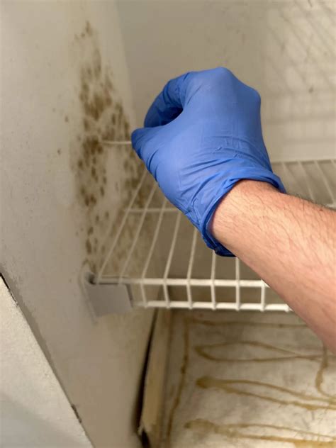 Mold Testing Miami | Removal, Remediation | Assessors