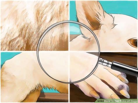 how to get ticks off of dogs