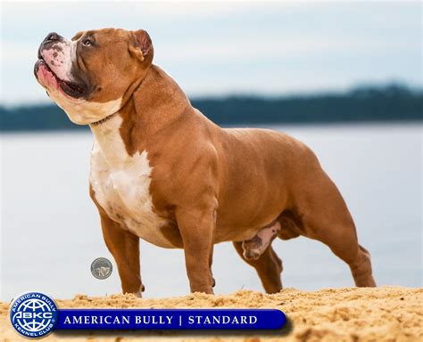 american bully kennel club