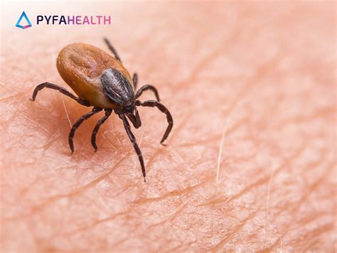 ciri ciri digigit tungau kasur   mengatasinya