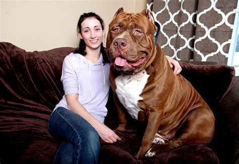 Hulk The World's Biggest Pitbull - Pitbull Dog