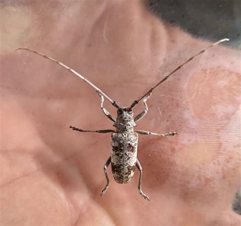 17 White Beetles You May See (Pictures And Identification)