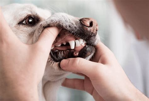 10+ Tips To Stop A Dog's Nose From Bleeding In No Time