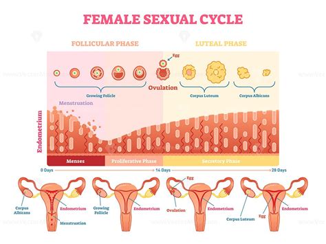 Female sexual cycle vector illustration graphic diagram - VectorMine