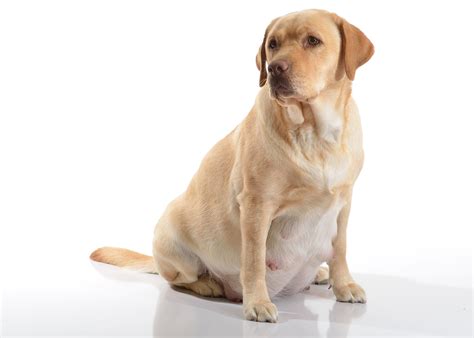 Puppy Development Fear Periods - Puppies Pict