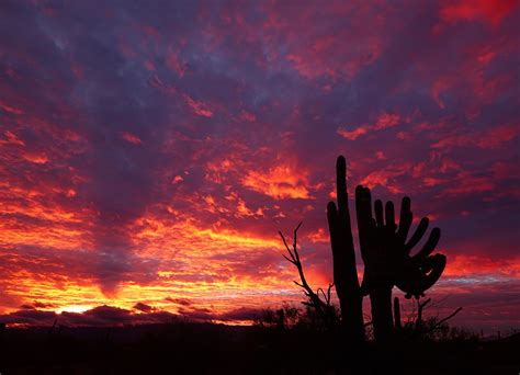 951 best Tucson AZ images on Pholder | Earth Porn, Whatsthissnake and