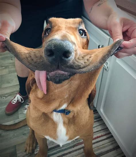 Photoshop Battles: PsBattle: Dog having jowls displayed