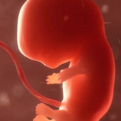 Embryos News, Articles | IFLScience