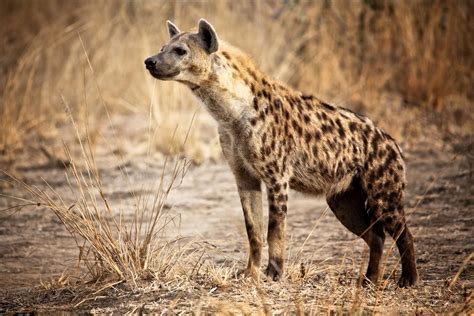 toronto zoo spotted hyena
