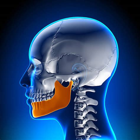 human jaw bone stock  pictures royalty  images istock