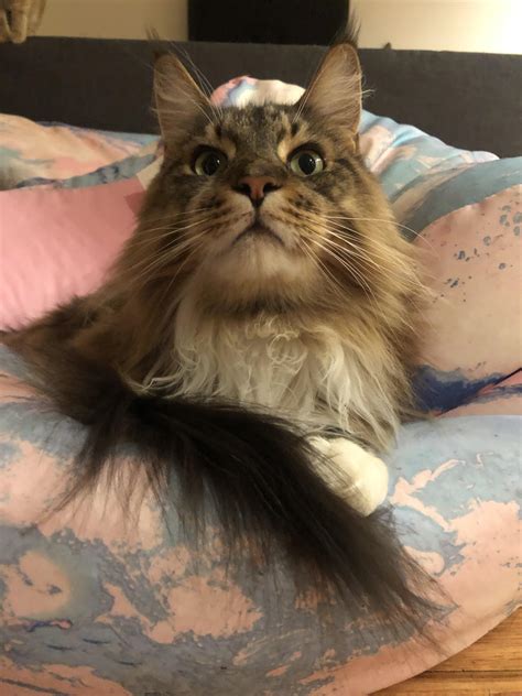 squishy cheeks : r/mainecoons