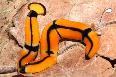 14 Species That Can Regrow Entire Body Parts – earthanimals.net