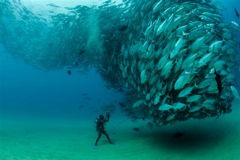 Octavio Aburto - Cabo Pulmo: The Reef and the Jacks