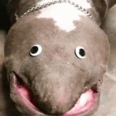 weird gifs  share gifdbcom