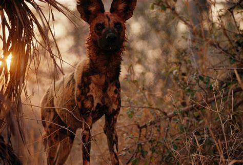 14 Incredible Photos of African Predators in Action | National Geographic