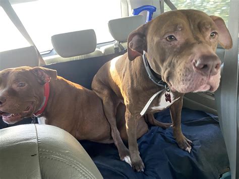Ohhh look at them vicious pit bulls : r/aww