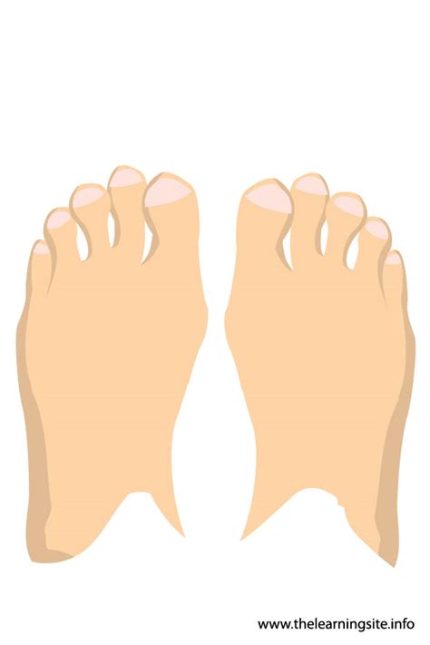 feet flashcard   learning site
