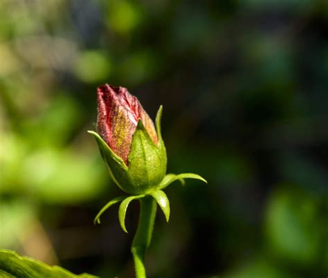 rose mallow knop bloem gratis foto op pixabay pixabay