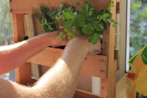 Planting an Apartment-Friendly Herb Garden
