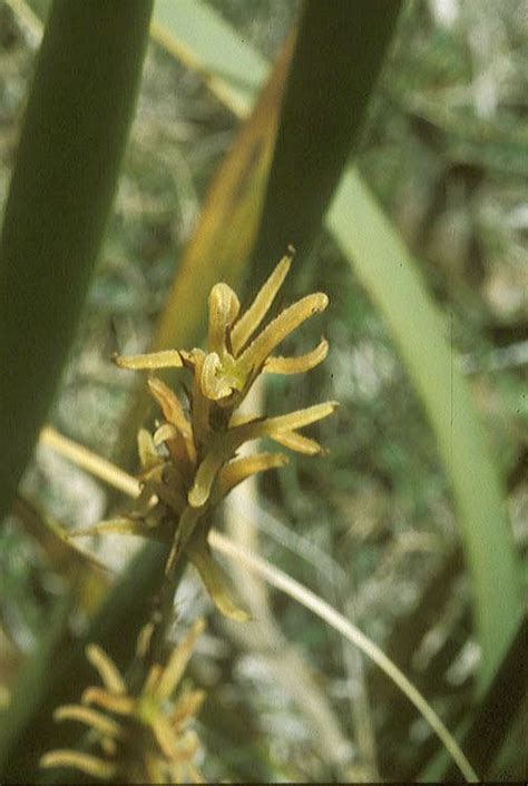 (Cyperaceae) image 17642 at PlantSystematics.org