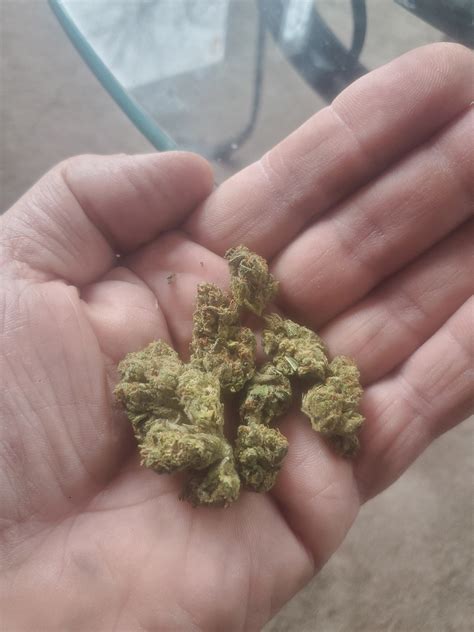 Gelato Zkittlez Cake Marijuana Strain Information & Reviews | AllBud