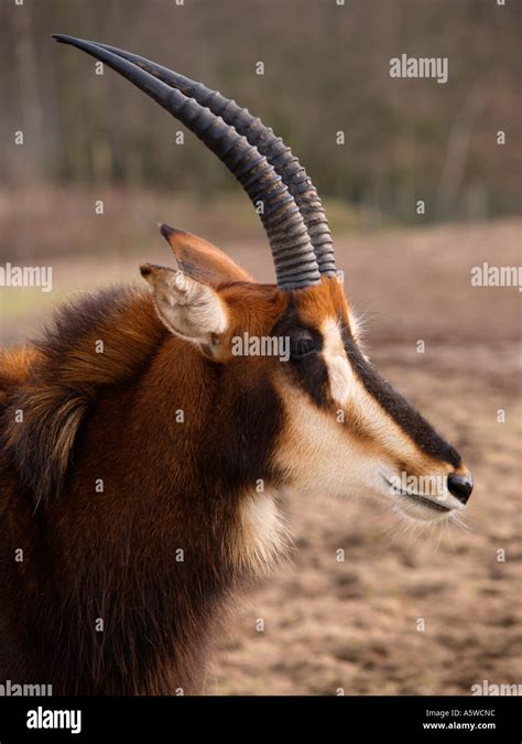 Portrait of a sable antelope with big curved horns Beekse Bergen zoo ...