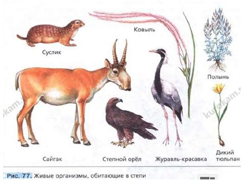 Природные зоны - презентация онлайн
