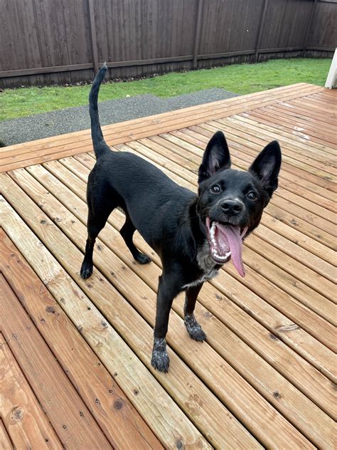 German Shepherd Pitbull Mix Full Grown