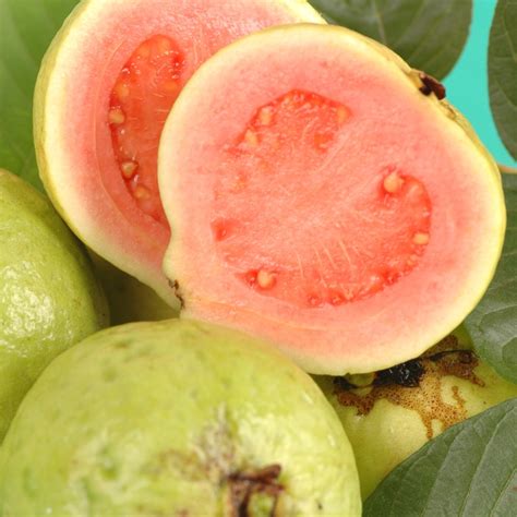 guava fruit     eat