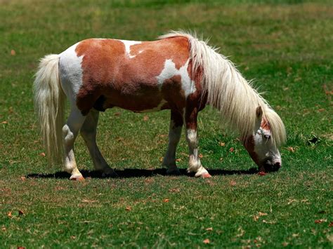 American Miniature Horse - Breed Spotlight - The Equinest