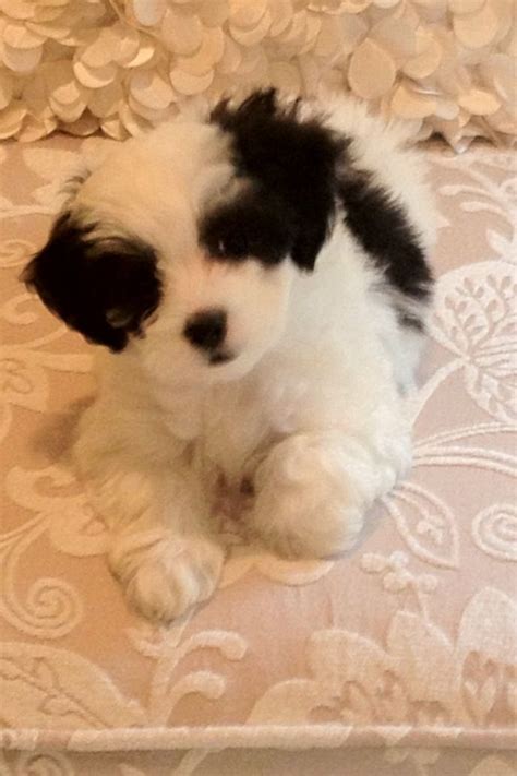 Maltipoo 5 weeks Cutiest pup ever! #maltipoo #dogs #cute | Maltipoo dog ...