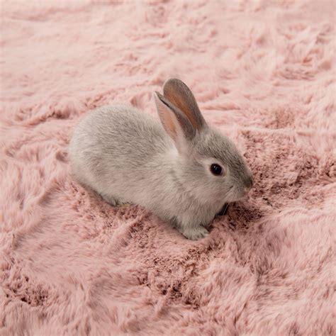 Ковер Rabbit розовый 180 x 280 купить в Москве — цена от производителя ...