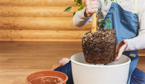 10 Large Potted Outdoor Plants - Crate and Basket