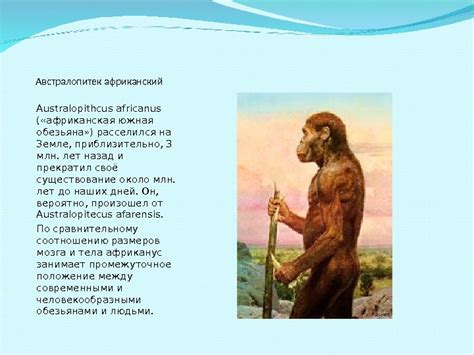 Презентация АВСТРАЛОПИТЕКИ