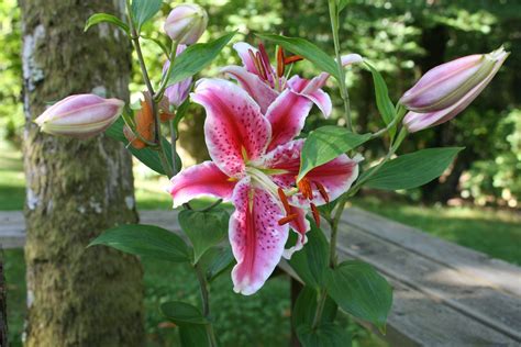 Lily Blossom Meaning at Patricia Burns blog