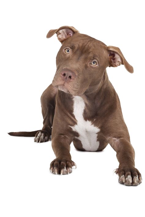 Are Pit Bulls Allowed In Dc