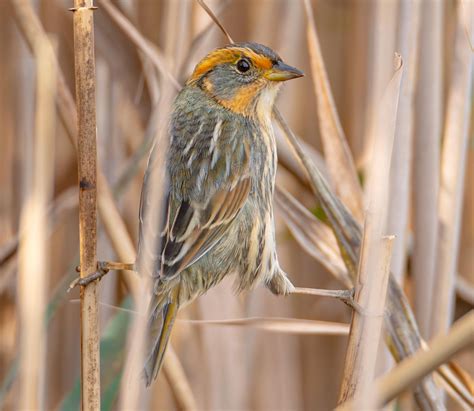 Saltmarsh Sparrow - Islip : r/longisland