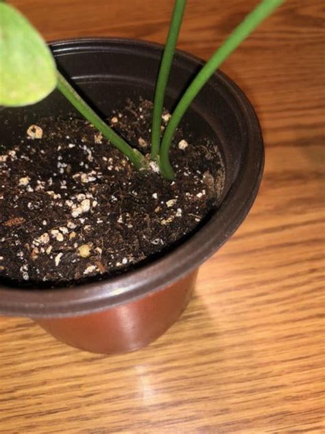 How to properly ID Christmas syngonium? : r/Syngonium
