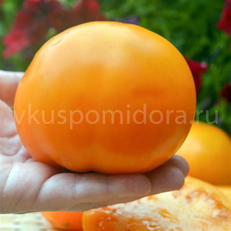 Купить семена томата сорт Гном Гордость побережья оранжевый (Orange ...