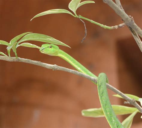 mysuru zoo
