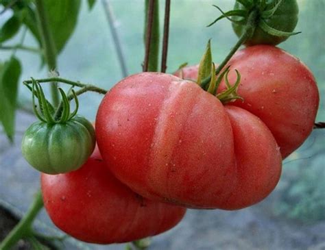 Томат розовый гигант: описание, особенности выращивания, урожайность ...