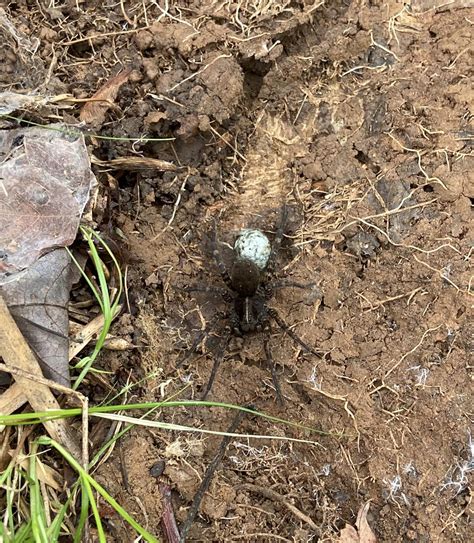 Mama spider found under rock - Bedford, Virginia : r/spiders