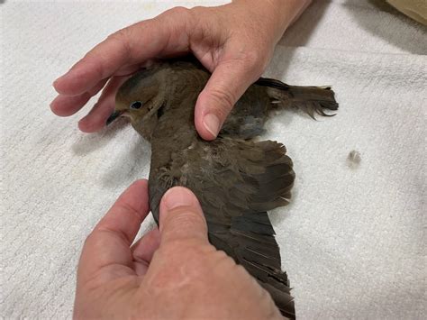 Mourning dove mistreated after car strike | Conservancy of Southwest